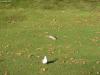 DSC01785.JPG